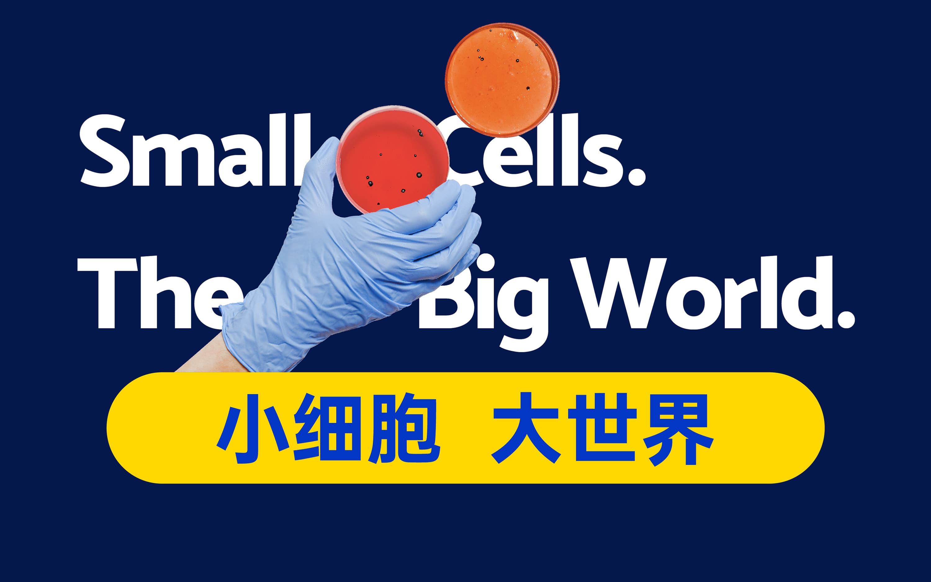 赛亿细胞